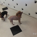 Plush Puppies Grooming