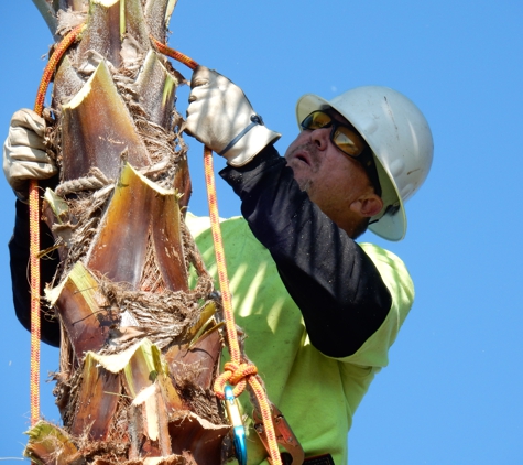 clark's tree works