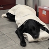 Veterinary Emergency Group gallery
