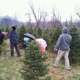 Lantier Tree Farm