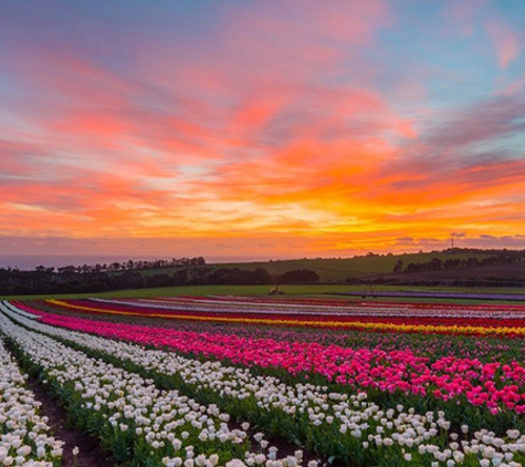 Van Diemen Quality Bulbs - Table Cape, TAS
