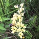 Kettle Moraine State Forest