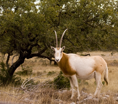 Pinto Ranch - Hunt, TX