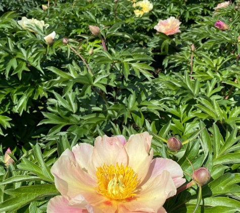 Adelman Peony Gardens - Salem, OR