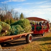 Pioneer Trails Tree Farm gallery