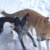 Kindred Spirit Pet Care gallery