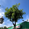 San Bernardino Tree Services gallery