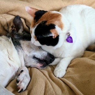 Animal Medical Center - Somerset, PA. "sissy pants" guarding her​ Lucky. It's his last night with us and, I don't know how..... But she KNOWS! She's hovered him all day and all nite