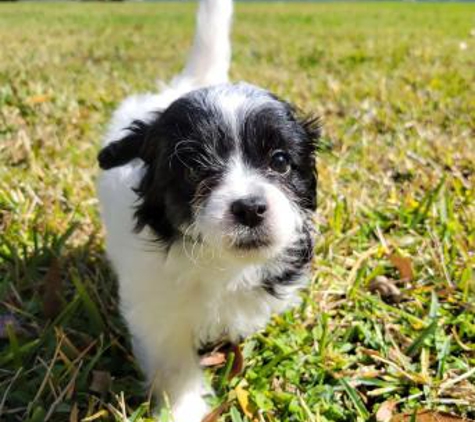 Michele's Puppies & Paws - Maltipoo Puppies Florida - Tampa, FL