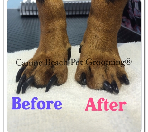 Canine Beach Grooming - Oakland Park, FL