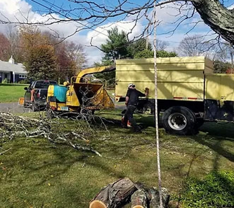 Lasky Tree Services - Southbury, CT