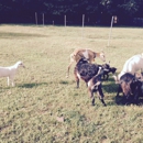 Stafford Goats - Landscaping & Lawn Services