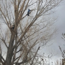 Clear Water Tree Services - Window Cleaning