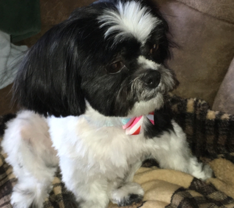 The Clip Joint Dog Grooming - Bethlehem, PA. Zoey used to be afraid of groomers but actually was not traumatized when picked up!