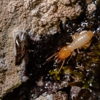 Attack Termite & Pest Control gallery