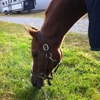 Foxcote Show Horses gallery