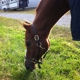 Foxcote Show Horses