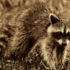 Nuisance Wildlife Removal, Inc.