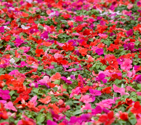 Chuck Hafner's Farmers Market & Garden Center - Syracuse, NY