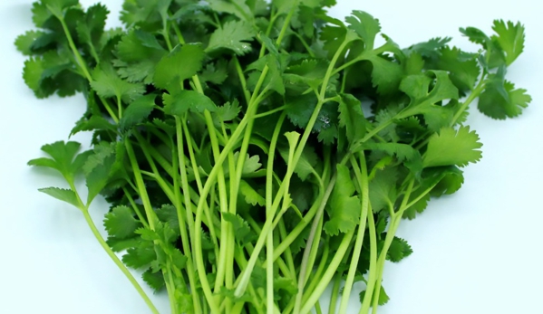 Organic Aqua Fresh, Inc - Miami, FL. Organic Cilantro