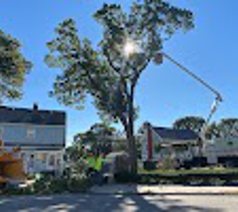 D&L Tree Service - Randolph, MA