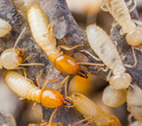 Key Pest & Weed Control - Chadwick, WA
