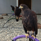 West Coast Falconry