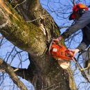 Johnson's Tree Service & Stump Grinding - Stump Removal & Grinding