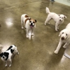Great American Pet Park gallery