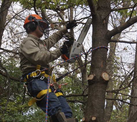 L & T Tree Services - Carver, MN