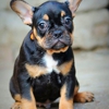 Amunrah French bulldogs gallery