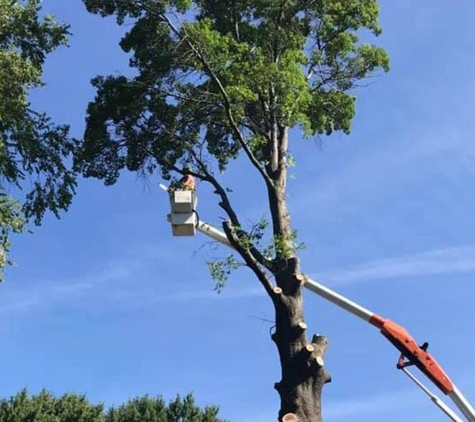 Plue's Tree Service