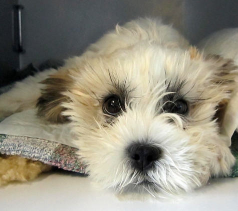 Taree Veterinary Hospital - Taree, NSW