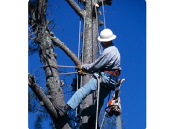 Avery Tree Svc - Atlanta, GA