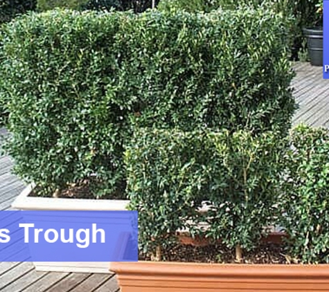 Plants For Hire Pty Ltd - Dingley Village, VIC. Buxus Trough