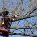 Rocky tree troopers - Tree Service