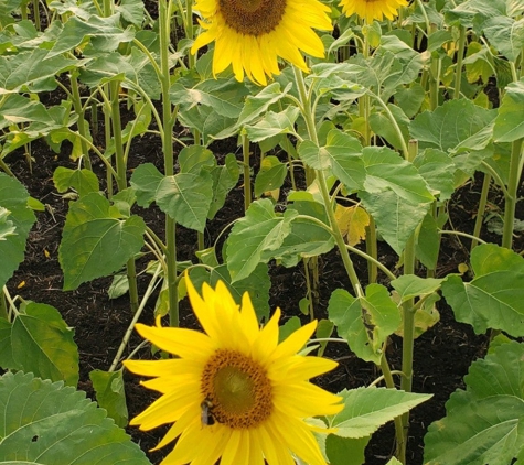 Thompson Strawberry Farm - Bristol, WI