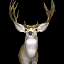 The Autumn Addiction Taxidermy - Taxidermists