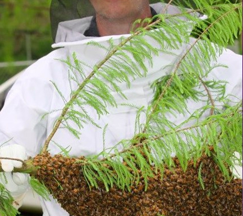 Bee Removal - Wildlife - Pest Control. J. Groppel with a swarm of honeybees!