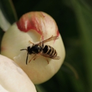 Ace Pest Control, Inc. - Pest Control Equipment & Supplies