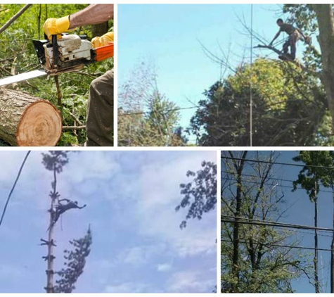 Quality Tree Services - Verona, NJ