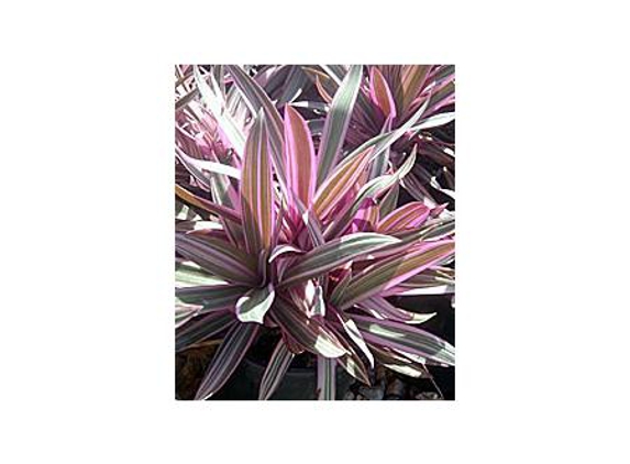 Mad About Plants - Wrights Creek, QLD