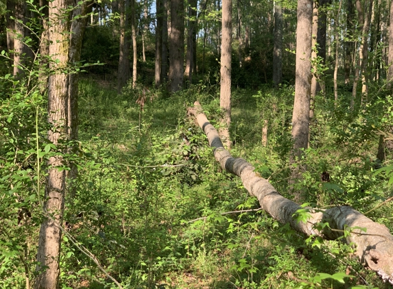 Porterfield Stump & Tree - Watkinsville, GA. Before