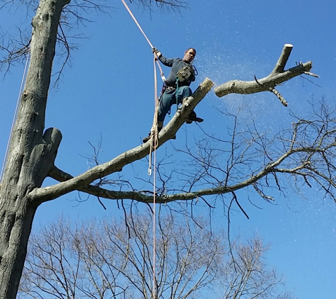 Big Timber Tree Service LLC - Marlton, NJ. Expert High rigging