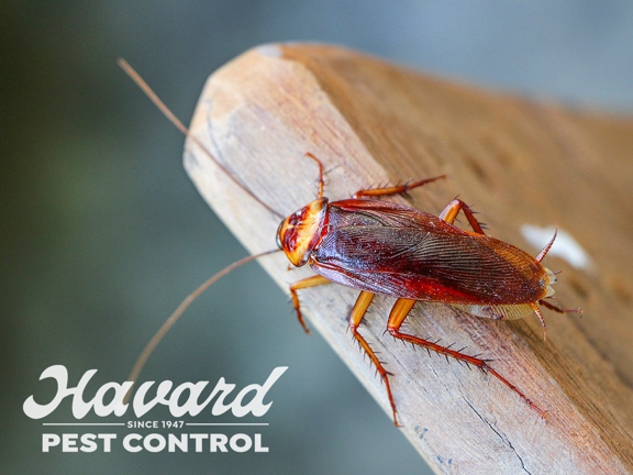 Havard Pest Control - Mobile, AL