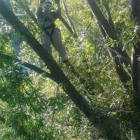 Myers and Laws Tree Service