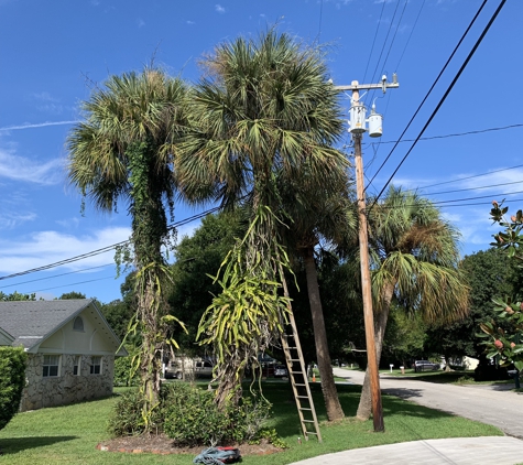 Javi’s tree service - Fort Pierce, FL