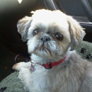 Dog Gone Gorgeous - Pet Grooming
