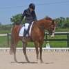 Chesapeake Central Equestrian gallery