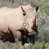 Reputation Rhino gallery